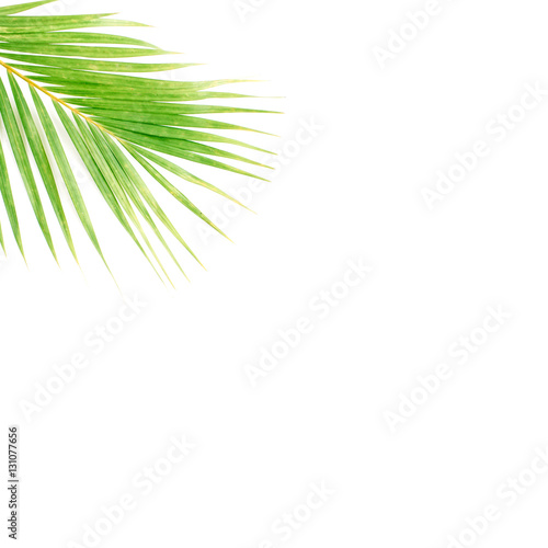 palm branch isolated on white background. flat lay, top view