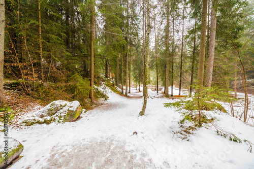 mountain view of snowy forest