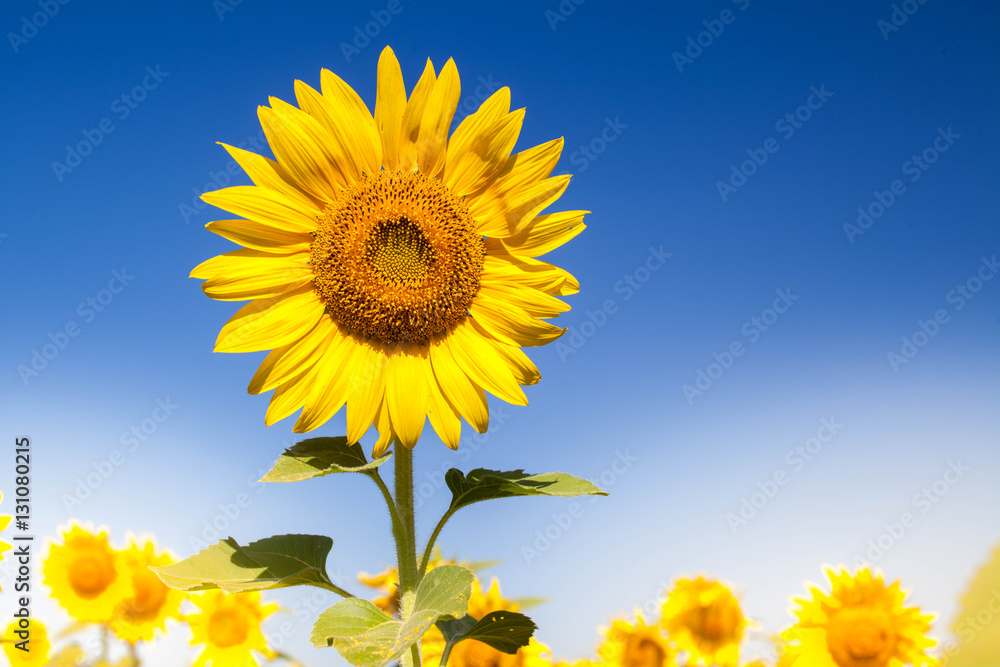 Bright Sunflowers and blue sky. Bright Sunflowers and blue sky.