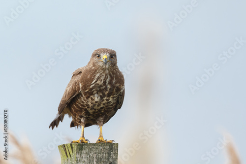 Buzzard perched on a pole    © Menno Schaefer