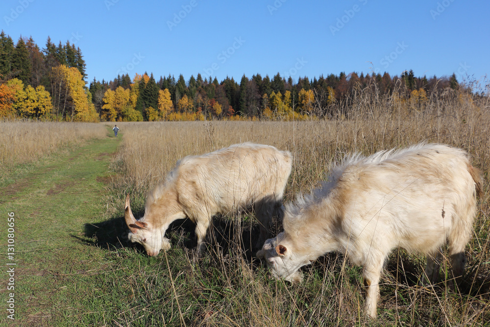 Fototapeta premium Goats are grazed on a meadow in the fall