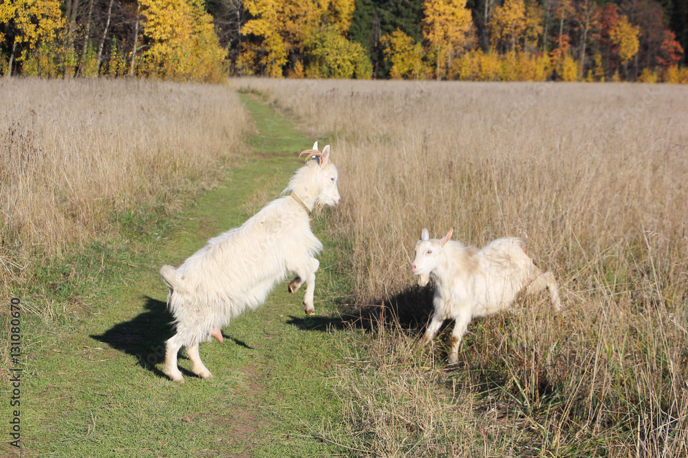 Fototapeta premium Two goats butt on the forest road