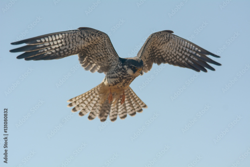 Fototapeta premium Amur Falcon, female in action