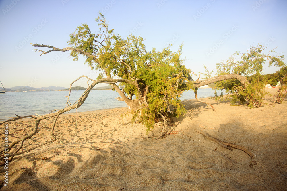 In Sardegna mare e cielo, acqua e rocce, acqua limpida, sole sull'isola.
In Sardegna mare e cielo, acqua e rocce, acqua limpida, sole sull'isola.