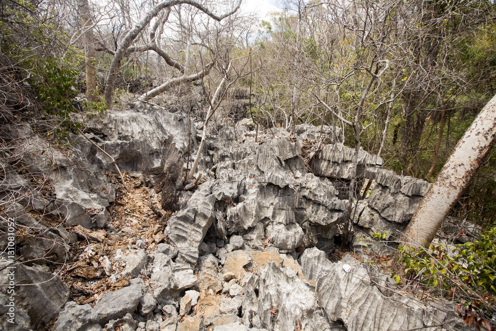 dry deciduous forest in the dry season, reserve Ankarana, Madagascar dry deciduous forest in the dry season, reserve Ankarana, Madagascar