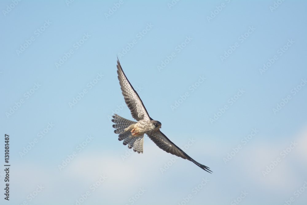 Fototapeta premium Amur Falcon, female in action