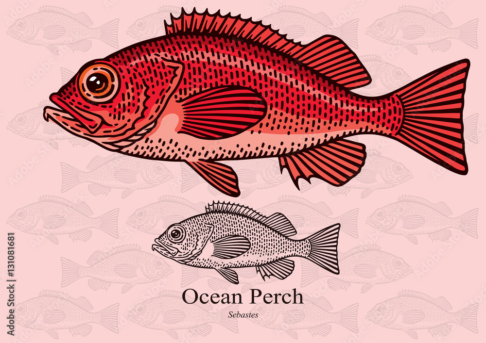 Ocean Perch, Red fish. Vector illustration for artwork in small sizes.  Suitable for graphic and packaging design, educational examples, web, etc.  Stock Vector | Adobe Stock
