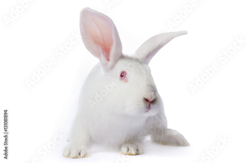 Timid young white rabbit isolated on white background.