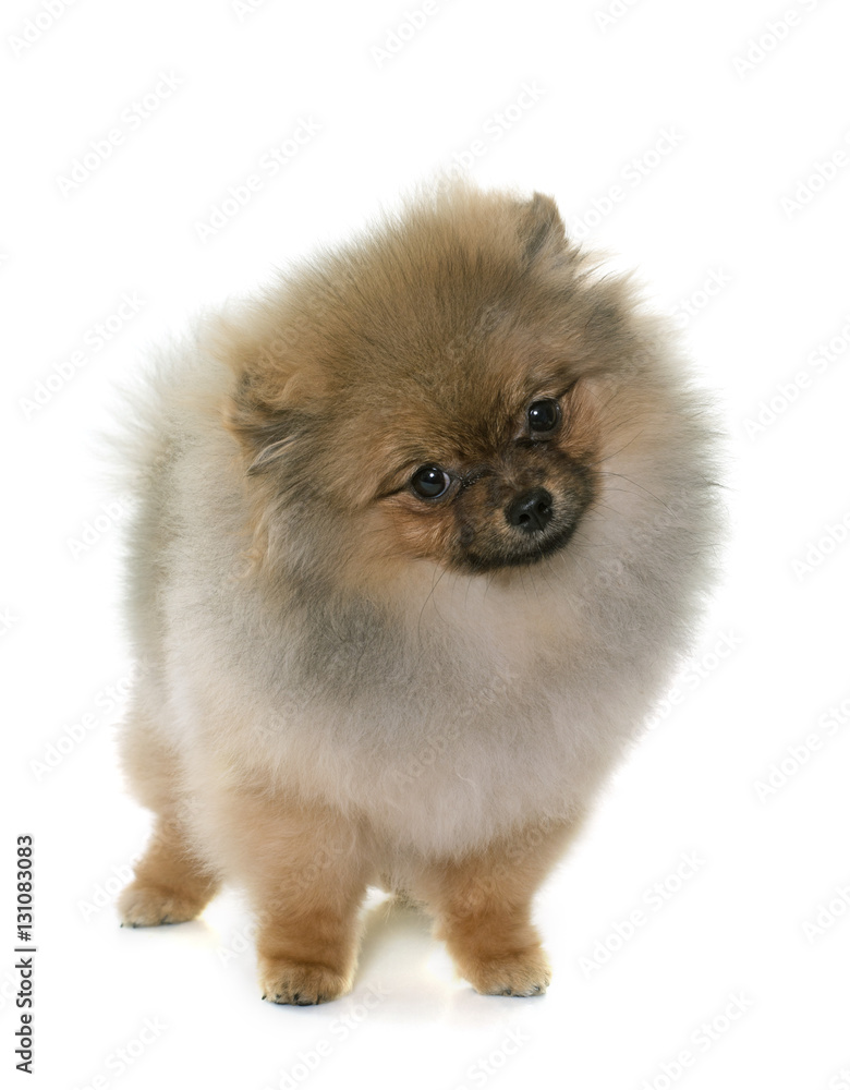 puppy pomeranian dog