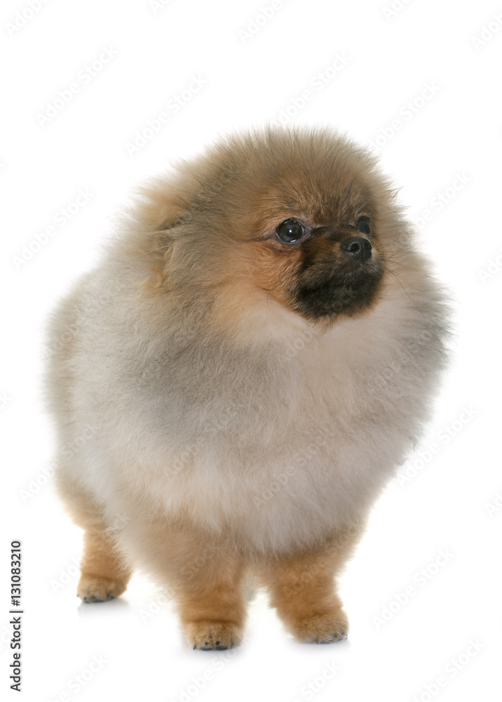 puppy pomeranian dog puppy pomeranian dog