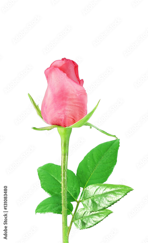 Pink Rose isolated on white background Pink Rose isolated on white background