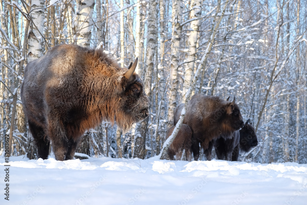 Wisent herd in winter birch forest Wisent herd in winter birch forest