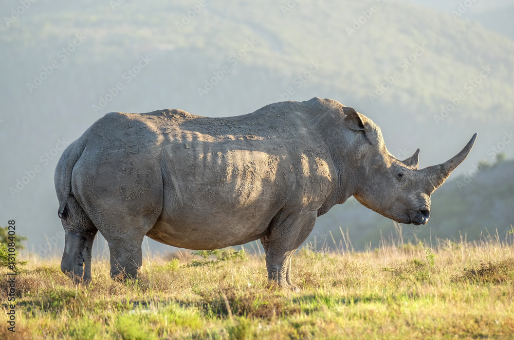 Fototapeta premium White Rhino in the wild