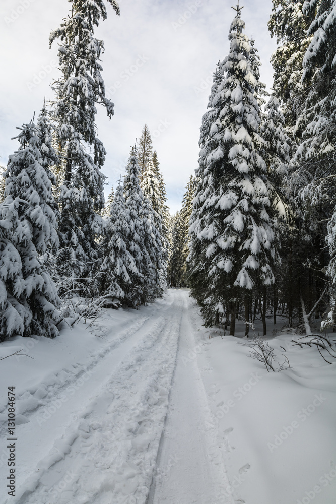 Fototapeta premium Winter road through the forest.