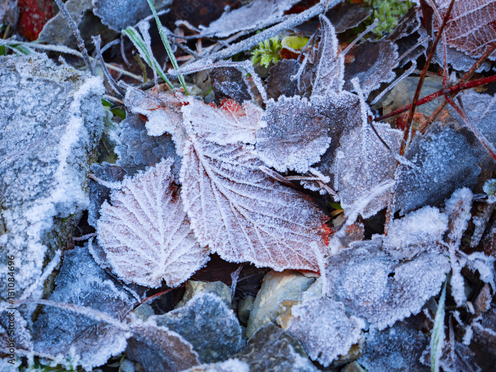 hojas de otoño heladas en la zona del cañón de Añisclo, Huesca, España, Diciembre de 2016 OLYMPUS CAMERA DIGITAL hojas de otoño heladas en la zona del cañón de Añisclo, Huesca, España, Diciembre de 2016 OLYMPUS CAMERA DIGITAL