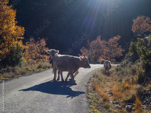 vacas por Nerín, Huesca, España en Diciembre de 2016 OLYMPUS CAMERA DIGITAL