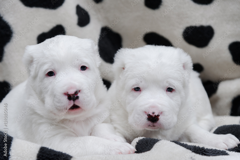 Couple puppy dog of Asian Shepherd Couple puppy dog of Asian Shepherd