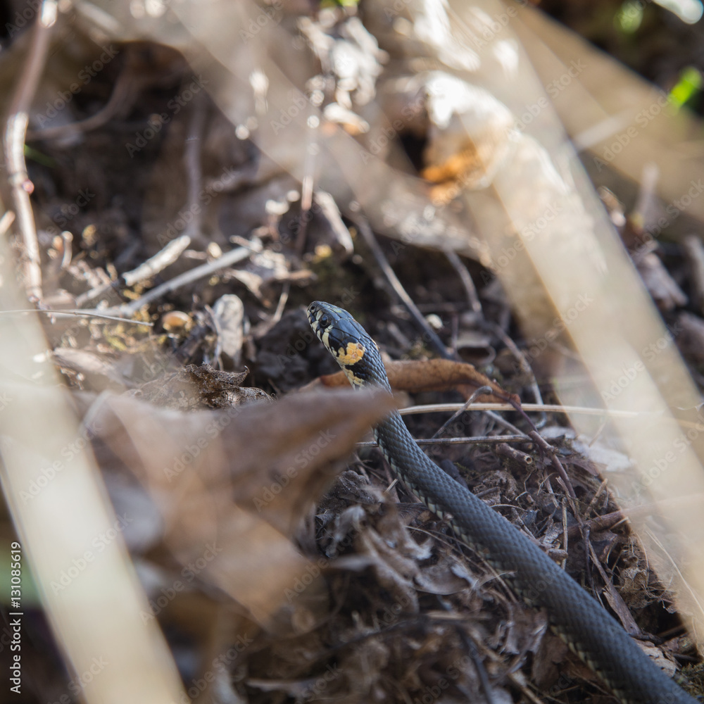 A beautiful grass snake in last years autumn leaves A beautiful grass snake in last years autumn leaves
