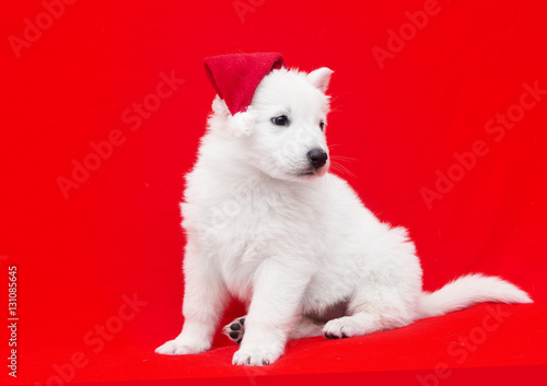 Berger Blanc Suisse puppy in a Christmas hat