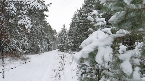 beautiful wild winter forest Christmas tree in the snow nature scenery pine path