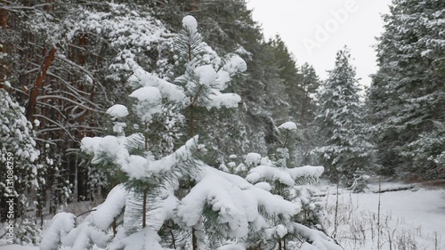 tree branch in the snow in the wind christmas nature swinging winter forest landscape © maxximmm