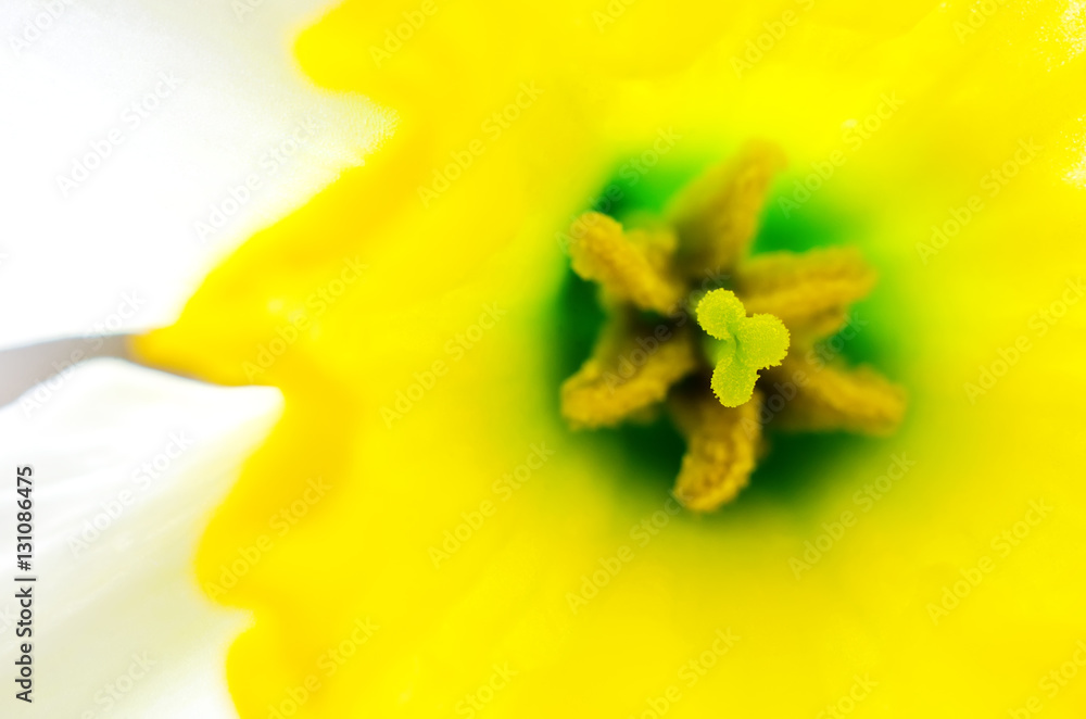 narcissus macro narcissus macro