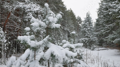 tree branch in the snow in the wind christmas nature swinging winter forest landscape