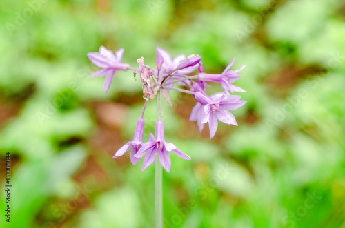 small violet flower on green and brown background