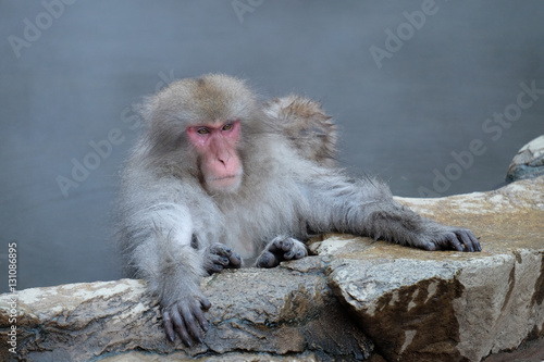 温泉に入る猿　地獄谷野猿公苑　長野県 © sido