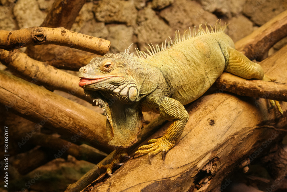 A beautiful close-up of a brown iguana A beautiful close-up of a brown iguana