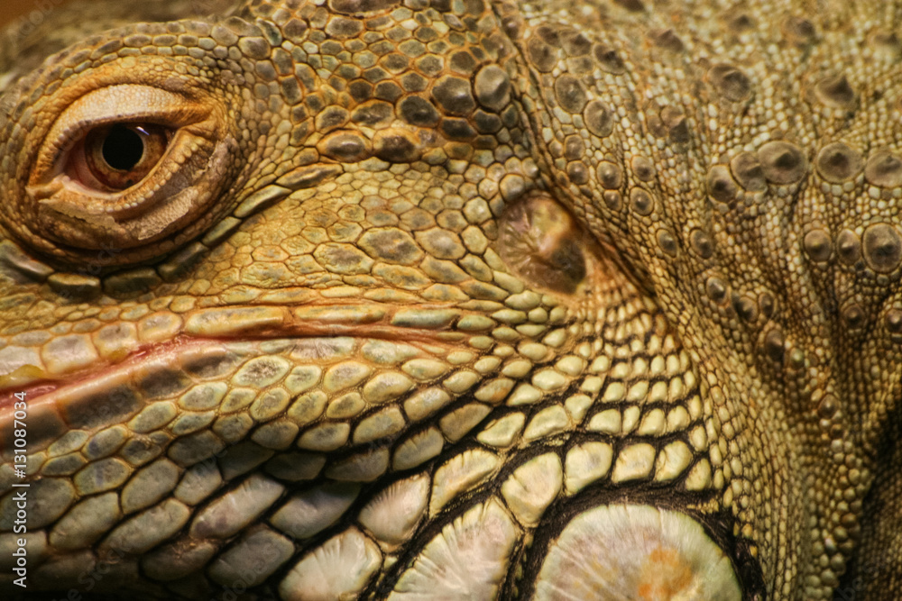 Fototapeta premium Piękne zbliżenie legwana brunatnego