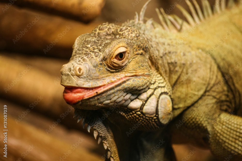A beautiful close-up of a brown iguana A beautiful close-up of a brown iguana