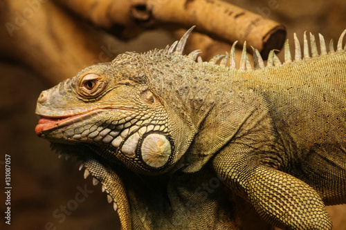 A beautiful close-up of a brown iguana