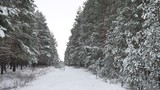 winter forest Christmas tree, pine trees in snow winter nature beautiful landscape road path in the forest