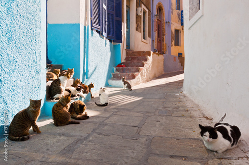 Fototapeta Naklejka Na Ścianę i Meble -  Cats in a street of Mandraki village on Nisyros island.