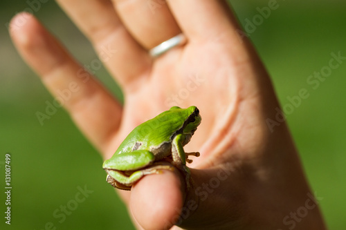 A beautiful green frog sitting on a hand