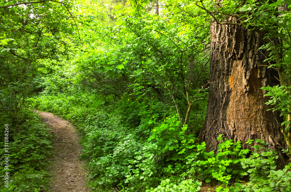 Forest. Forest.