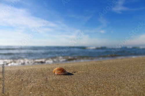 conchiglia sulla sabbia della spiaggia con il mare sullosfondo