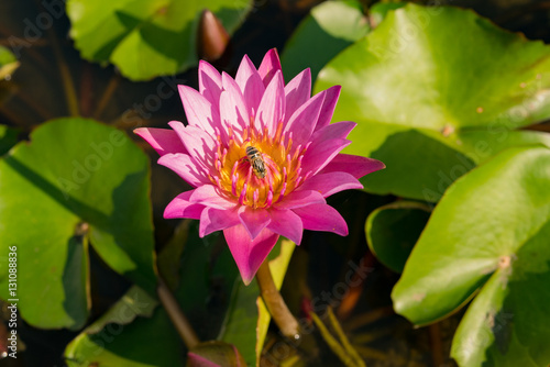 Bee on the beautiful pink lotus in a pond