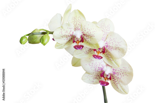 Fototapeta Naklejka Na Ścianę i Meble -   orchid