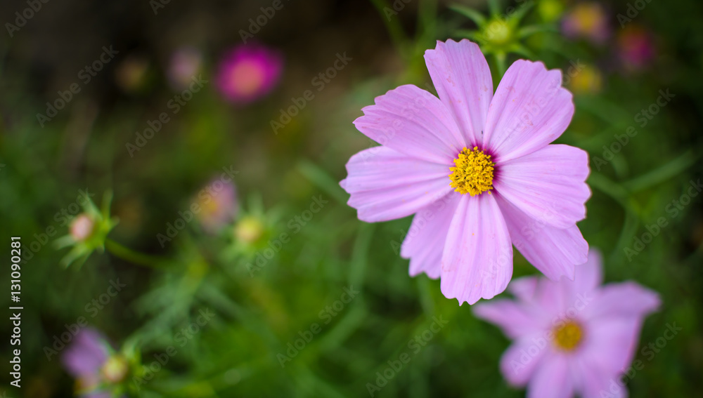 Cosmos flower