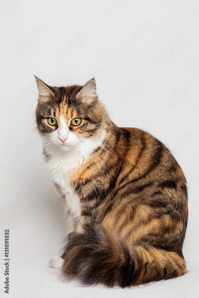 Beautiful Maine Coon portrait on white background