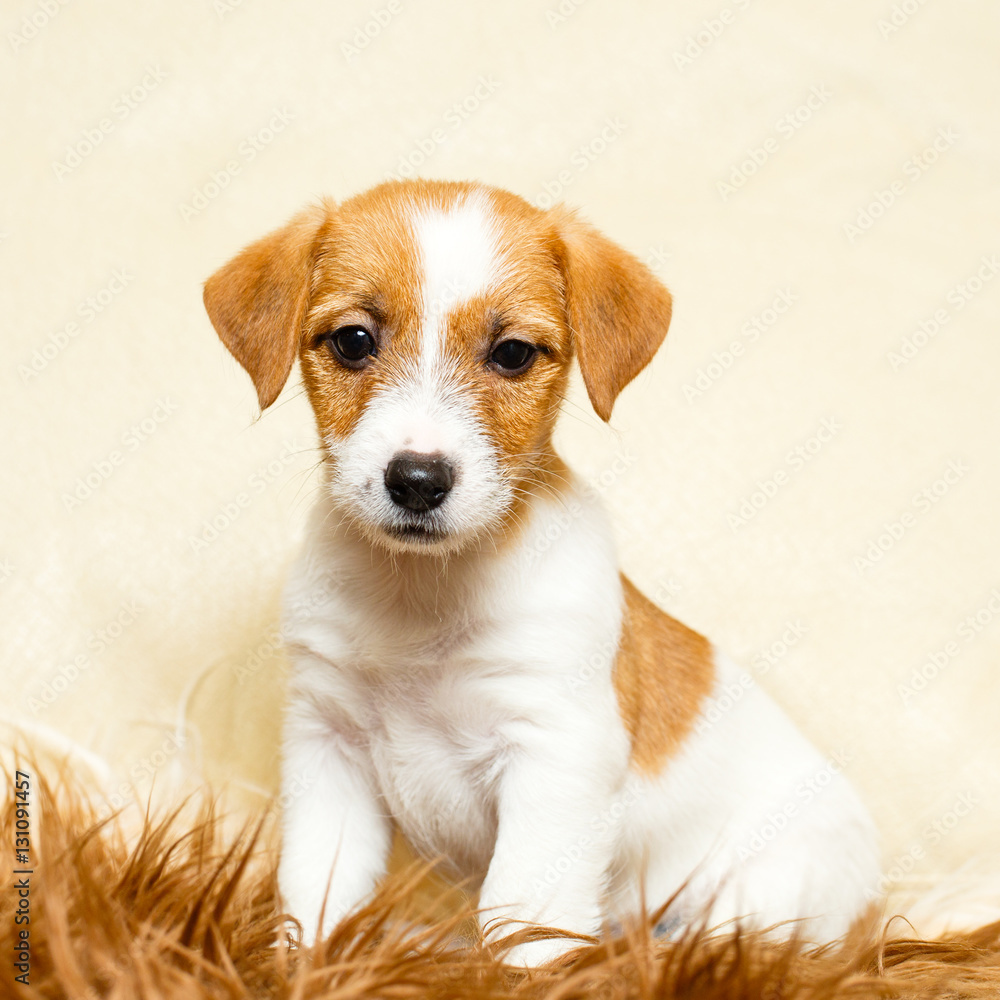 Jack Russell Terrier puppy Jack Russell Terrier puppy