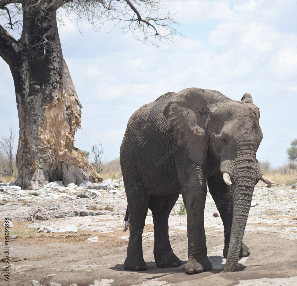 Fototapeta premium elephant in Africa