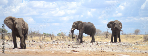 elephants in Africa