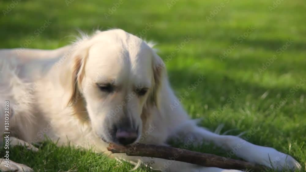 Golden Retriever biting stick on a sunny day Golden Retriever biting stick on a sunny day