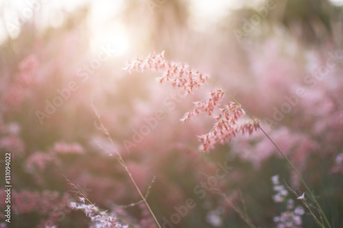 Silhouette of grass flower with sunset background, Color clouded style. © THEGOT