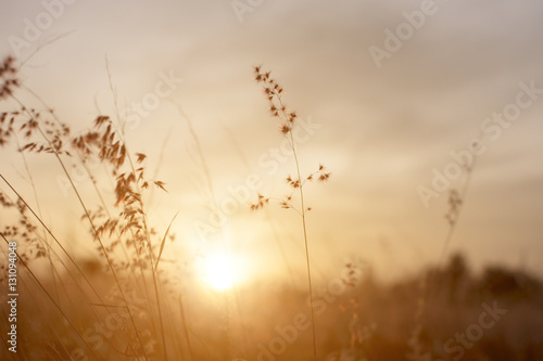 Silhouette of grass flower on sunset background.