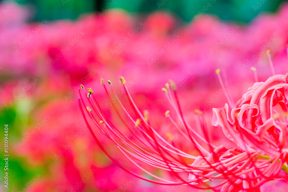 Obraz premium 彼岸花 