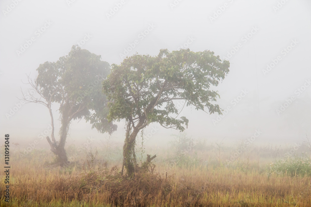 Fototapeta premium trees in field and the mist